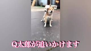 【柴犬新婚夫婦の交配レッスン】柴犬みかんと白柴太郎のはちゃめちゃ交配レッスン動画