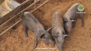 Dr. Angel Sierra Vazquez, Elaboración Longaniza Yucateca Cerdo sin Pelo