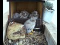 kestrel chicks fed by dad. what happens next