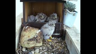 KESTREL CHICKS FED BY DAD. What happens next??