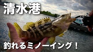 【清水港の釣り】釣れる！ライトタックルミノーイング！