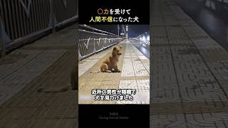 ◯力を受けて人間不信になった犬