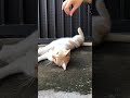 与可爱猫咪的互动 cat 可愛 貓咪 cute 有趣的貓