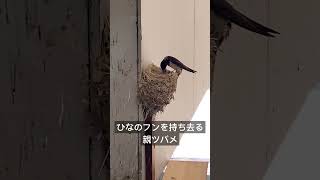 #ツバメの巣#ツバメの雛#ひなのフンを持ち去る親ツバメ