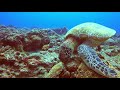 scuba diving in taiwan 3 xiao liuqiu turtle paradise 台灣小琉球 海龜特輯