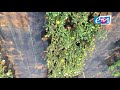 plant nursery visit near ongole cheapest plant nursery in ongole indoor plants plant wholesaler ap