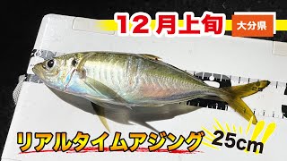 【25cmオーバー!!大分県12月アジング！】SOTvol,173