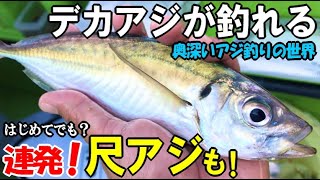 はじめてのアジ釣りで大物連発でまさかの30cm超え尺アジも！釣りも初めての仲間と東京湾デカアジ釣り！簡単なアジ釣りの方法やコツを伝授