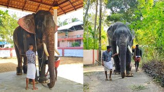 😍😍ചിറക്കൽ ശബരിനാഥൻ ഇന്ന് എടത്തിരുത്തി അയ്യപ്പൻക്കാവ്  അമ്പലത്തിൽ Chirakkal Sabarinadhan @Edathiruthy