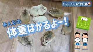 生後80日目のハムちゃんと同棲ハム達の体重測定結果⚖️