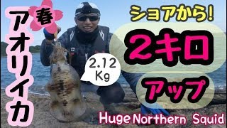 【超巨大イカ】ドラグ激ヤバ！ショアから２キロ越え！エギング長崎遠征！【Huge Squid】Over2KG Eging from Shore!エギ王激アツ！