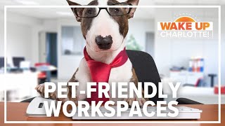 Companies creating pet friendly workspace