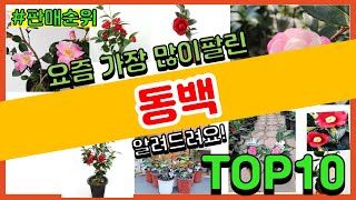 동백 추천 판매순위 Top10 || 가격 평점 후기 비교