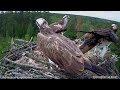 obcy łotewski rybołów 3a0 w gnieździe w jedwabnie. an alien latvian osprey 3a0 in a nest in jedwabno