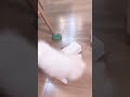 ちゃんと前見ないからだよ…笑　 shorts ポメラニアン pomeranian 可愛い cute 子犬