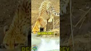 Cheetah Becomes Prey|#shorts #viralshorts #youtubeshorts #animals #battle