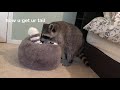 raccoon reacts to life size raccoon pillow