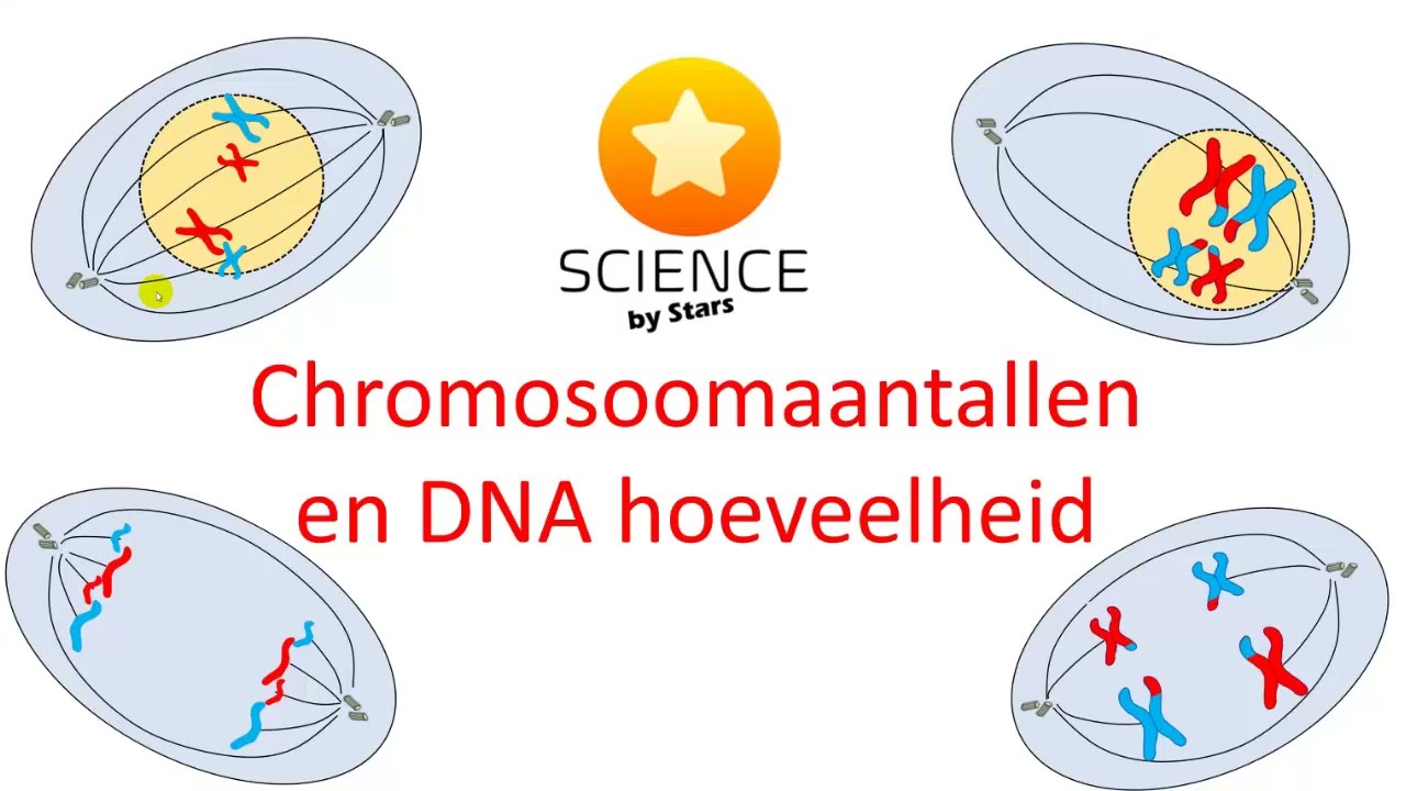 Chromosoomaantal En DNA - Hoeveelheid Bij De Celdeling - YouTube