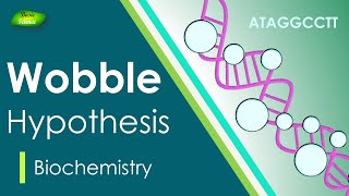 Wobble Hypothesis | Anti-Codon | BIOCHEM| Part-4 | Protein synthesis |