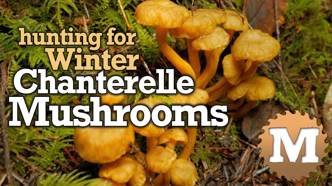 Winter Chanterelle Mushroom Hunting, Identification ID, How To Find ...