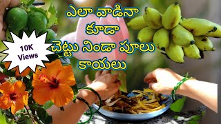 అరటి తొక్కలను మూడు రకాలుగా వాడొచ్చు  Banana3ways #liquidfertilizer #compost #drybananapeel