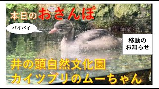 カイツブリのムーちゃん移動のお知らせ・井の頭自然文化園・本日のおっさんぽ