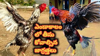 ఎండాకాలంలో కోళ్ళ కి తీసుకోవాల్సిన జాగ్రత్తలు||నాటు కోళ్ల ని ఎండాకాలంలో ఎలా చూసుకోవాలి