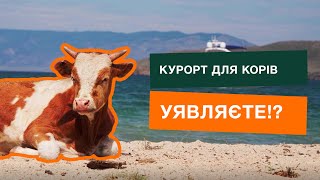 Якби в Україні відкрився курорт для корів