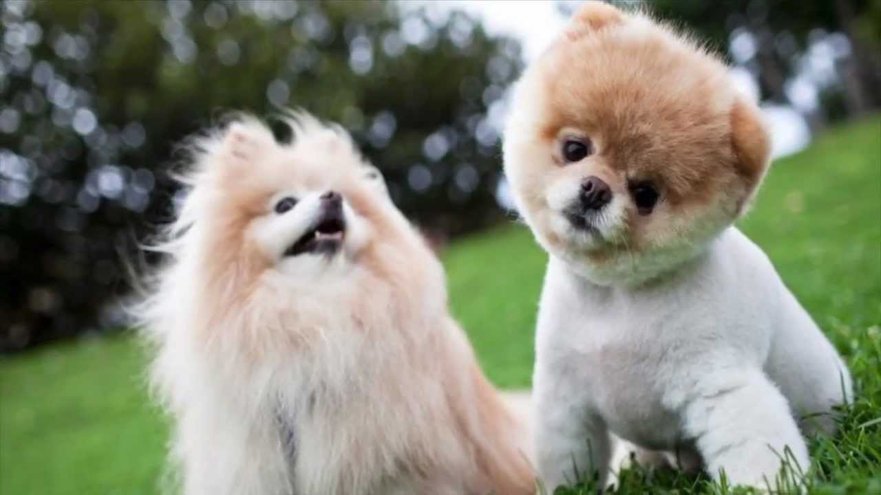 Cutest Puppies