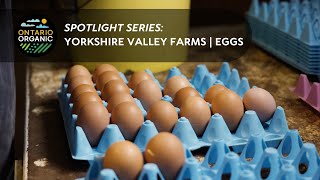 Ontario Organic: Spotlight on Yorkshire Valley Farms - Eggs