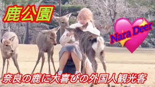 (鹿公園) 奈良の鹿に大喜びの外国人観光客 | nara city deer | nara japan day trips !! 🦌