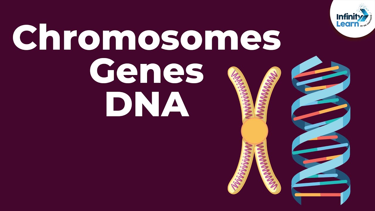 GCSE DNA, Genes And Chromosomes #GCSEs #GCSEs2024 #gcse2024