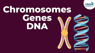 Genetics Basics | Chromosomes, Genes, DNA and Traits | Infinity Learn