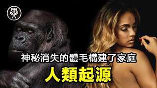 人類的起源|從人類演化進化論推測毛髮較少的4種假説|希臘神話海豚傳説印度神話恆河女神水栖類人猿自然通訊水中分娩核心體溫汗腺的進化