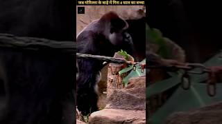 गोरिल्ला के बाड़े में गिरा बच्चा।।#shorts #trending #shortsfeed #trendingshorts #gorilla #facts #1k