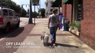 KEESHOND TWO WEEKS TRAINING. MARLOWE BEFORE AND AFTER VIDEO. CHARLOTTE KEESHOND TRAINERS