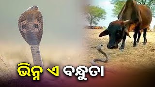 ଏଭଳି ବନ୍ଧୁତା ଆପଣ ହୁଏତ କୋଉଠି ଦେଖିନଥିବେ, ଥରେ ଦେଖନ୍ତୁ ଏହି ଭିଡିଓ || Knews Odisha