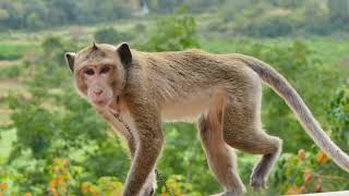 Very Pitiful Abandoned Monkey JACK Got Help From A Man Very Lucky JACK