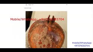 Pomegranate Fruit Disease Detection Using Image Processing | Python Project With Source Code