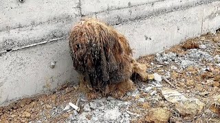 The Owner Died In An Accident And The Dog Didn't Want To Go Home And Stayed There.