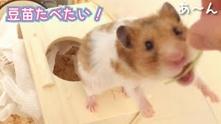 ぷるぷるしながら豆苗をゲットするハムスター♪A hamster gets her sprouts keeping her balance!（ゴールデンハムスター/Syrian hamster）