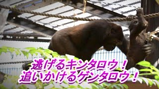 【Western Gorilla】キンタロウは、ゲンタロウから逃げ切れるか？Can Kintauro get away from Gentaro?