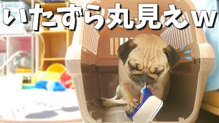 丸見えのキャリーの中でパグがコソコソと悪さをしてますｗ【パグのぺろ吉pug犬】