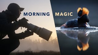 Morning Magic | Photographing Rare Horned Grebes