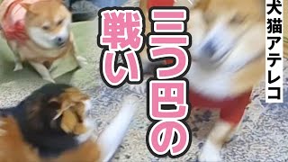 【犬猫アテレコ】犬の遊びに猫が乱入した結果