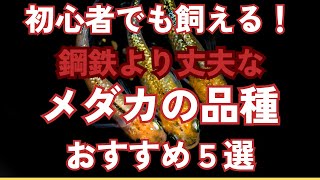 【プロが教える！】メダカ初心者におすすめ！飼育しやすいメダカの品種について