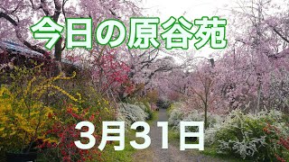 今日の原谷苑　3月31日