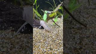 水槽に導入してすぐのツチフキ　#shorts #aquarium #日本淡水魚