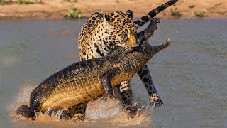 Leopardo Subaquático Crocodilo Caça- Vida Selvagem Incrível