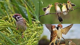 Birds foraging for food on trees near their homes សត្វចាប រកចំណីមកបញ្ចុកកូន នៅលើដើមឈើរក្បែរផ្ទះ